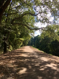 Tanglefoot Trail